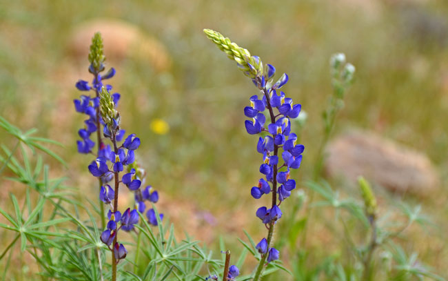 Lupinus sparsiflorus, Coulter's Lupine, Southwest Desert Flora